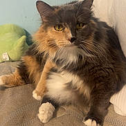 Fluffers joined the competition — help win amazing prizes! animal, bed, blanket, cat, comfort, cozy, cute, domestic, feline, fluffy, fur, indoor, multi_colored, pet, plush_toy, relaxed, resting, sitting, whiskers, yellow_eyes