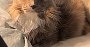 Fluffers is registered to the contest to win money with this photo: animal, bed, bedding, cat, comfortable, cozy, cute, domestic, ears, face, feline, fluffy, fur, home, indoor, pet, relaxed, resting, sleepy, whiskers