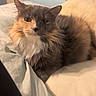 animal, bed, bedding, cat, comfortable, cozy, cute, domestic, ears, face, feline, fluffy, fur, home, indoor, pet, relaxed, resting, sleepy, whiskers