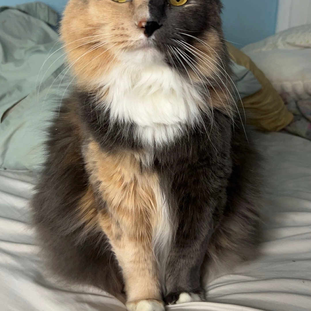 Fluffers