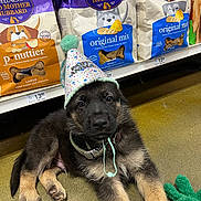 Apollo is registered to the contest to win money with this photo: animal, black_fur, brown_fur, collar, cute, dog, dog_biscuits, floor, food_package, german_shepherd, green_pom_pom, indoor, looking_at_camera, party_hat, pet, puppy, resting, store_shelf, toy, young_dog