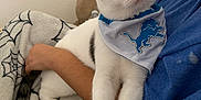 Mushy is registered to the contest to win money with this photo: cat, pet, bandana, white_cat, tabby, person, blanket, lap, indoor, cozy, curious, cute, feline, animal, resting, portrait, closeup, domestic_cat, comfort, casual