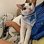 cat, pet, bandana, white_cat, tabby, person, blanket, lap, indoor, cozy, curious, cute, feline, animal, resting, portrait, closeup, domestic_cat, comfort, casual
