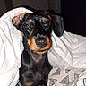 animal, bed, black_and_tan, blanket, canine, comfort, cozy, cute, dog, ears, eyes, fur, indoors, looking, nose, pet, portrait, puppy, resting, young