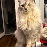 Floof is registered to the contest to win money with this photo: animal, cat, charger, close_up, cozy, curious, domestic_cat, eyes, fluffy, fur, furniture, home, indoor, long_hair, pet, portrait, remote_control, sitting, table, whiskers