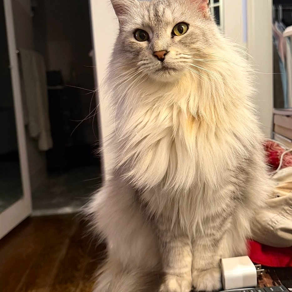 Floof