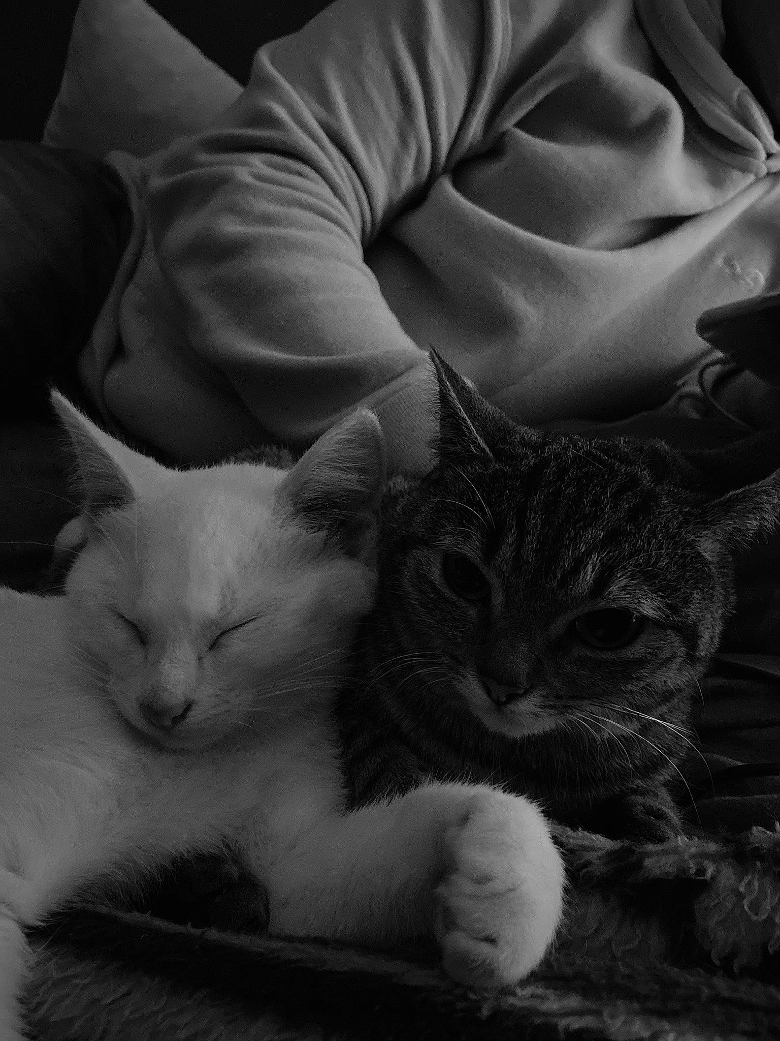 Bianco a rejoint le concours — aidez-le/la à gagner de superbes lots ! asian, black, black_and_white, burmilla, carnivore, cat, domestic_short_haired_cat, european_shorthair, felidae, fur, kitten, monochrome, monochrome_photography, nap, ojos_azules, photography, small_to_medium_sized_cats, snout, whiskers, white