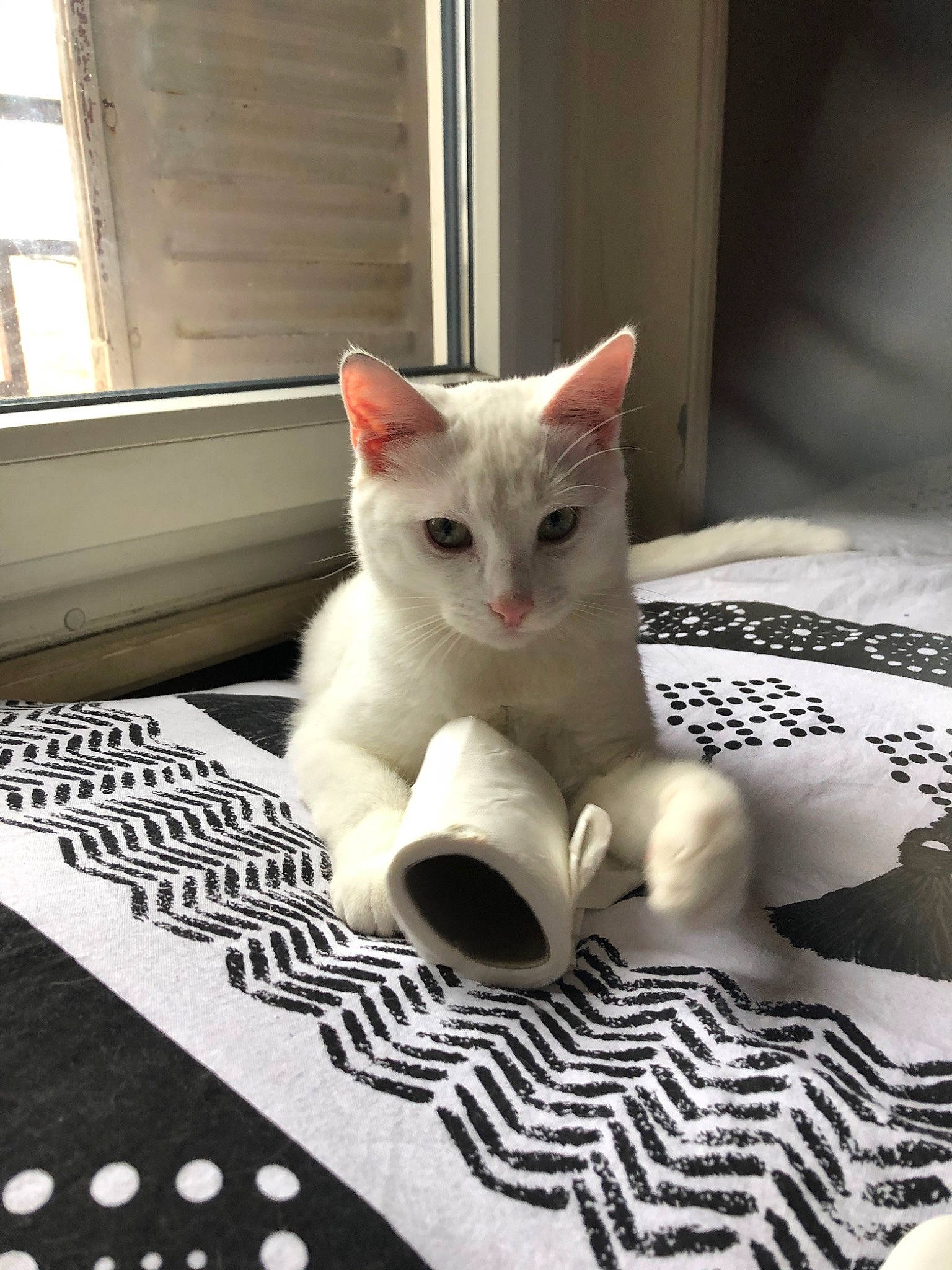 Bianco participe au concours pour gagner de l'argent avec cette photo : aegean_cat, asian, burmilla, carnivore, cat, colorpoint_shorthair, domestic_short_haired_cat, european_shorthair, felidae, khao_manee, kitten, mammal, ojos_azules, paw, photo_caption, polydactyl_cat, small_to_medium_sized_cats, turkish_angora, turkish_van, whiskers