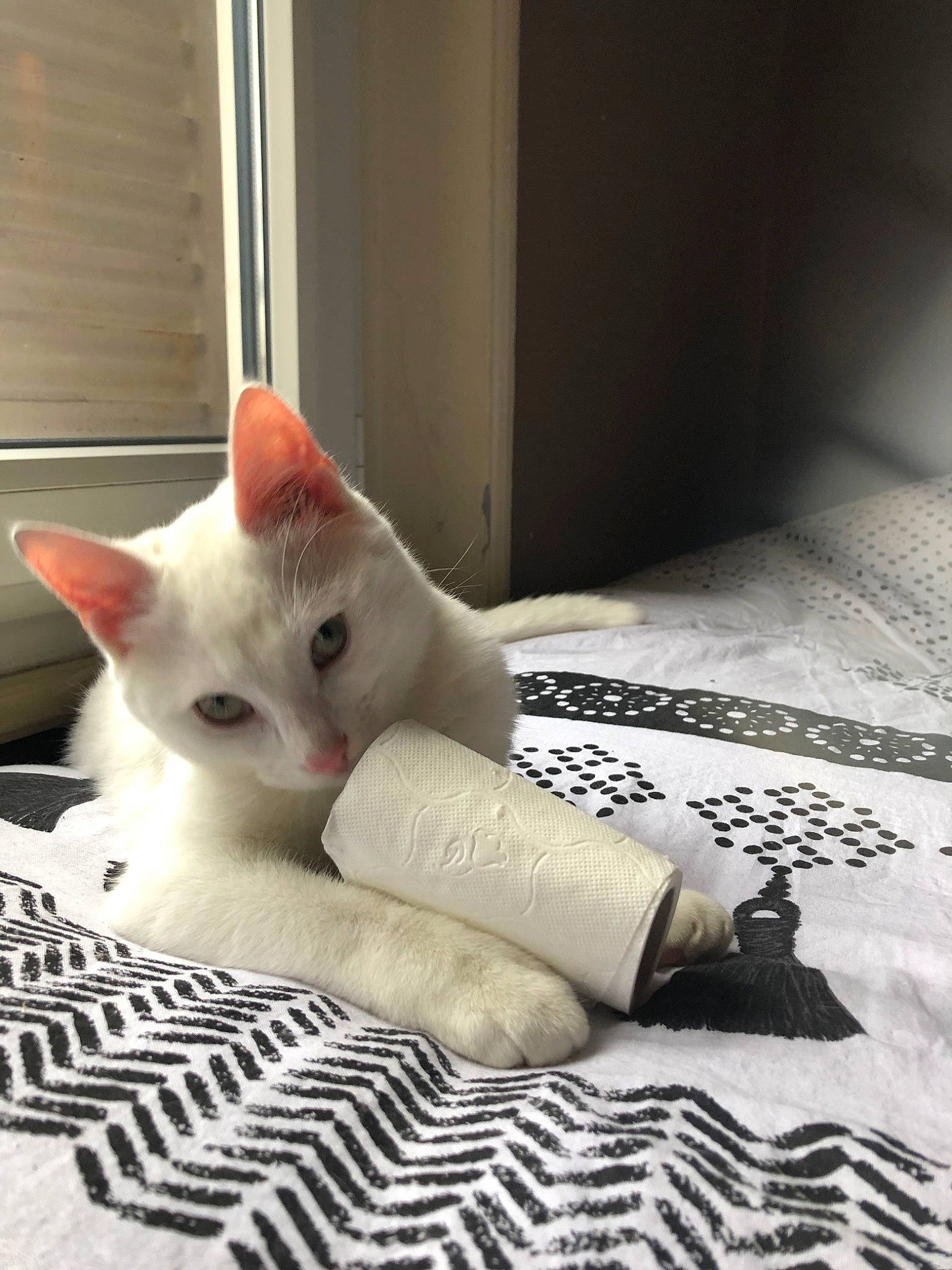 Bianco participe au concours pour gagner de l'argent avec cette photo : asian, burmilla, carnivore, cat, colorpoint_shorthair, domestic_short_haired_cat, ear, felidae, fur, khao_manee, kitten, nose, small_to_medium_sized_cats, turkish_angora, turkish_van, whiskers