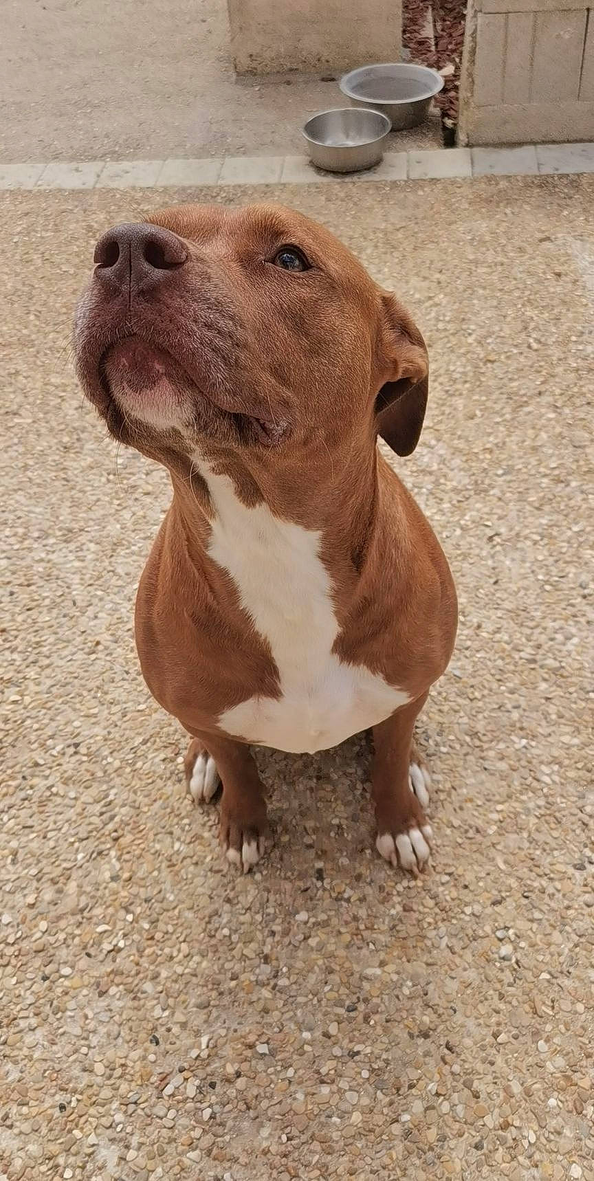 Oslow a rejoint le concours — aidez-le/la à gagner de superbes lots ! ancient_dog_breeds, art, canidae, carnivore, companion_dog, dog, dog_breed, fawn, liver, non_sporting_group, sporting_group, terrestrial_animal, whiskers, working_animal, wrinkle