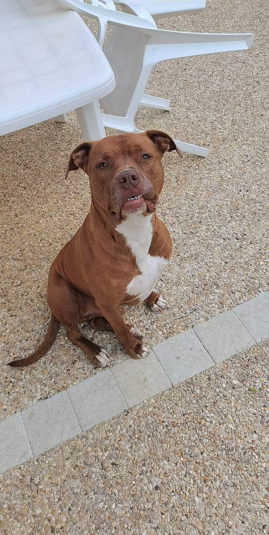 Oslow participe au concours pour gagner de l'argent avec cette photo : canidae, carnivore, collar, companion_dog, dog, dog_breed, dog_collar, fawn, flooring, leash, liver, non_sporting_group, road_surface, snout, sporting_group, tail, terrestrial_animal, working_animal