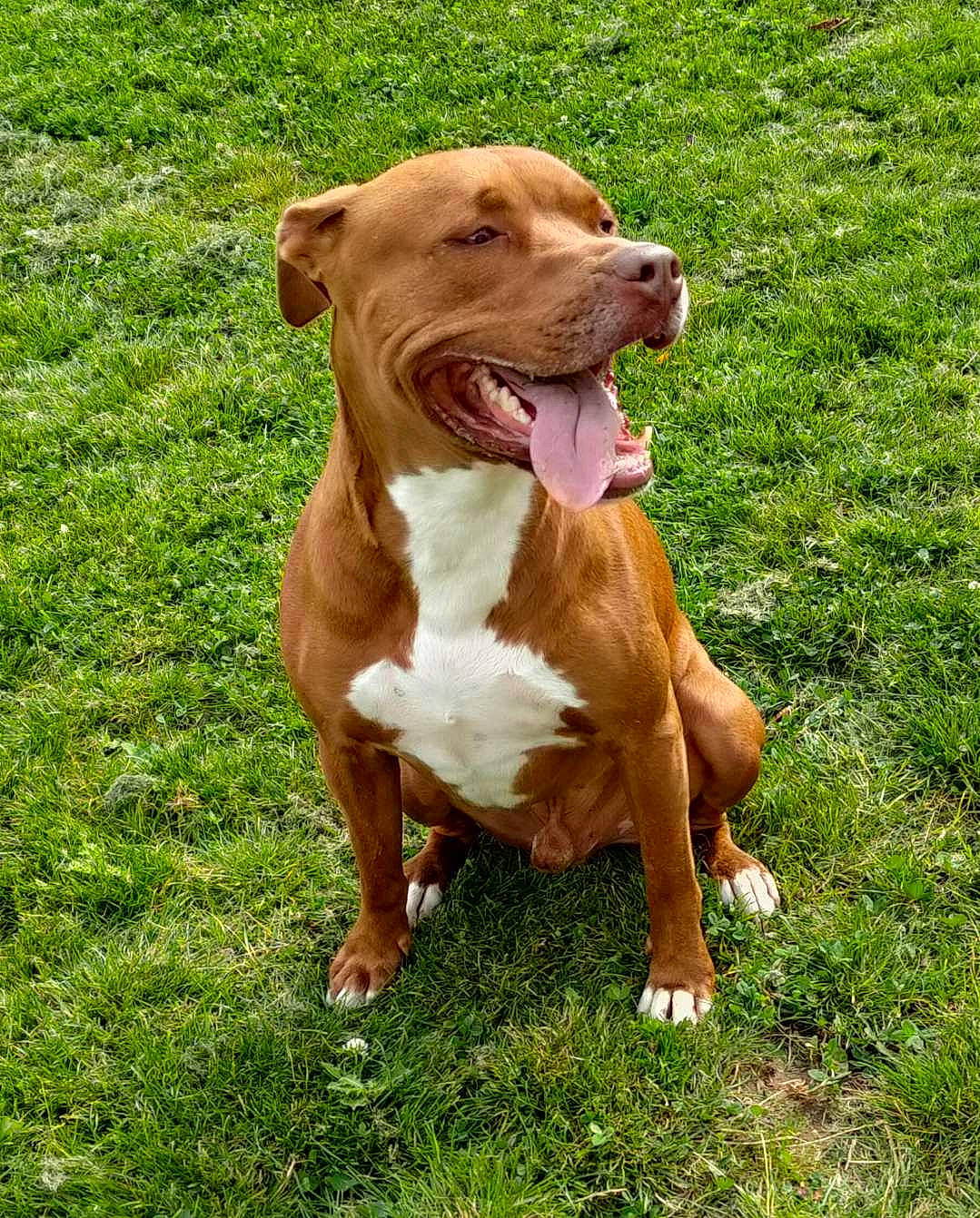 Oslow a rejoint le concours — aidez-le/la à gagner de superbes lots ! biting, canidae, carnivore, collar, companion_dog, dog, dog_breed, dog_collar, dog_supply, fawn, grass, hunting_dog, liver, non_sporting_group, snout, sporting_group, terrestrial_animal, working_animal, working_dog