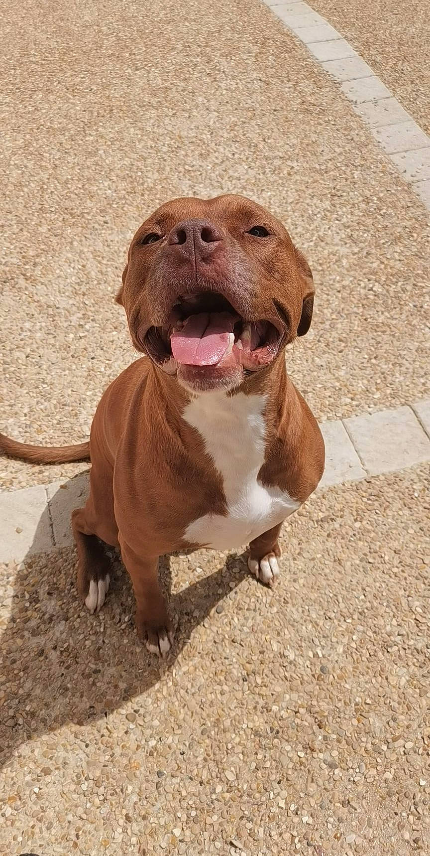 Oslow participe au concours pour gagner de l'argent avec cette photo : brown, canidae, carnivore, companion_dog, dog, dog_breed, dog_collar, fawn, hunting_dog, liver, non_sporting_group, snout, sporting_group, terrestrial_animal, whiskers, working_animal, wrinkle