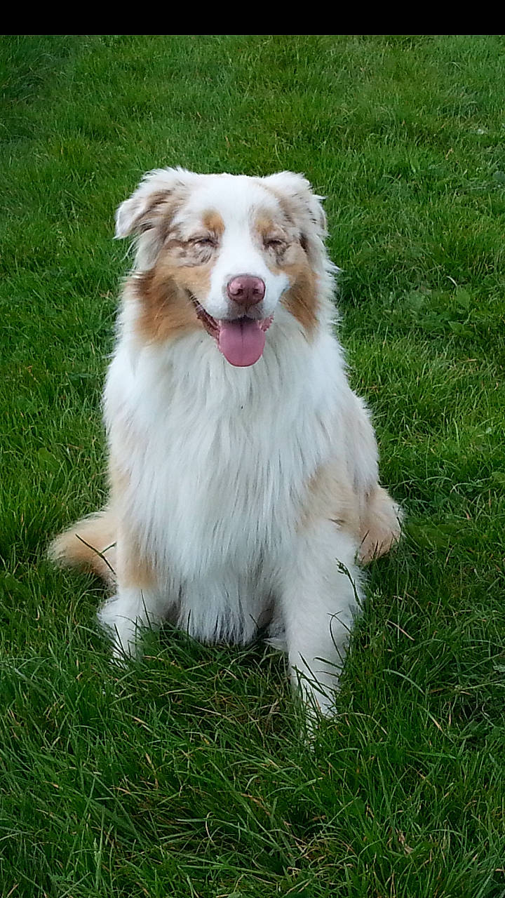 Isak participe au concours pour gagner de l'argent avec cette photo : australian_collie, border_collie, canidae, carnivore, collie, companion_dog, dog, dog_breed, fang, fur, grass, herding_dog, plant, rough_collie, smile, snout, sporting_group, vehicle_registration_plate, whiskers, yawn