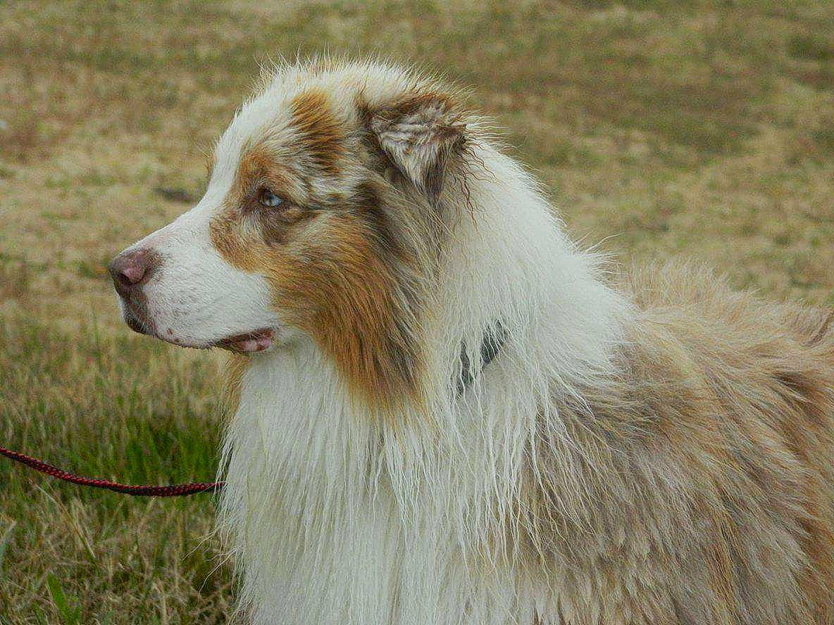 Isak a rejoint le concours — aidez-le/la à gagner de superbes lots ! canidae, carnivore, companion_dog, dog, dog_breed, fang, fur, grass, snout, terrestrial_animal, whiskers, wildlife, working_dog