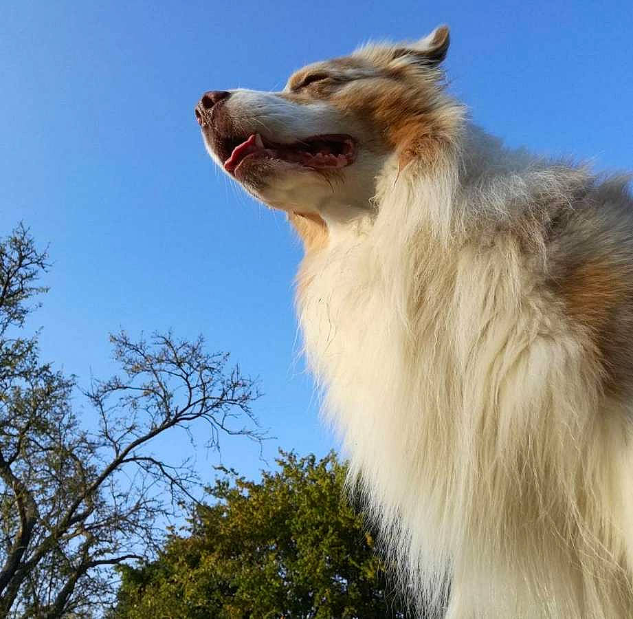 Isak a rejoint le concours — aidez-le/la à gagner de superbes lots ! canidae, carnivore, collar, companion_dog, dog, dog_breed, fawn, fur, happy, indian_spitz, jaw, plant, sky, snout, sporting_group, tree, twig, whiskers, wildlife, working_animal