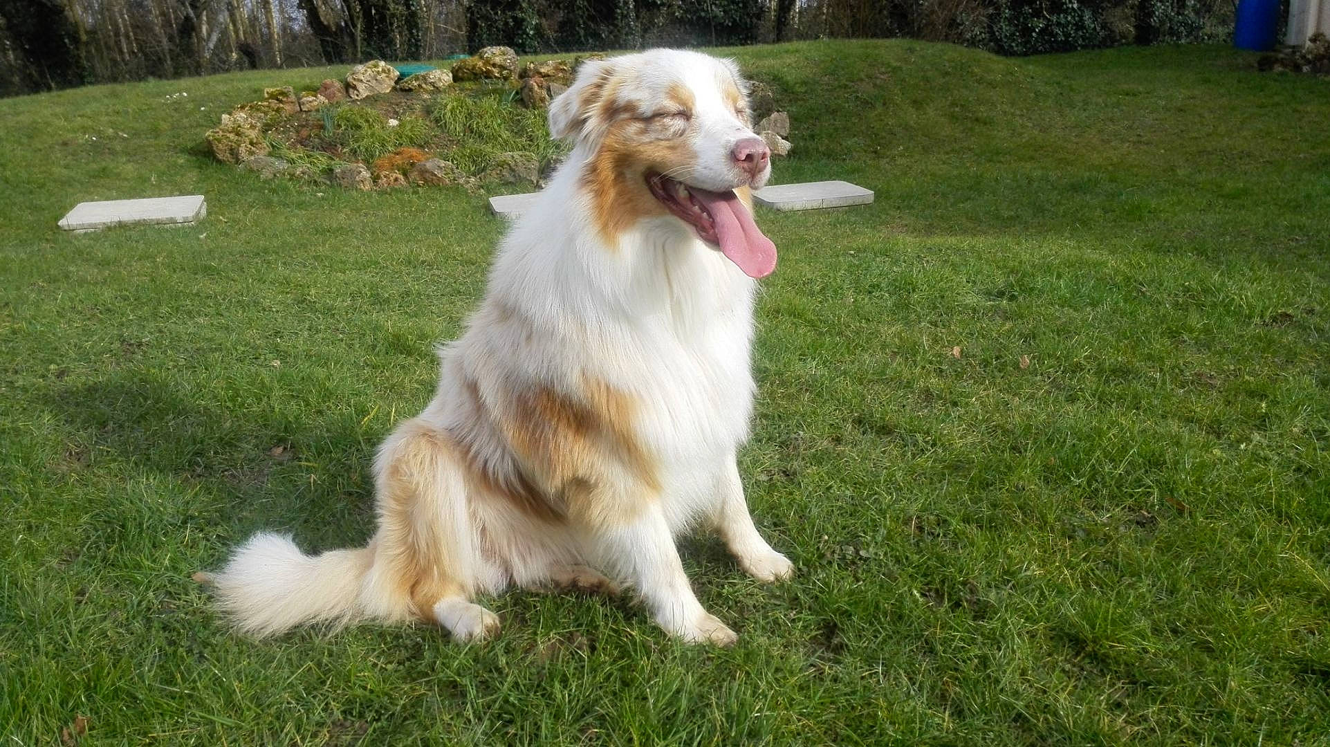 Isak a rejoint le concours — aidez-le/la à gagner de superbes lots ! canidae, carnivore, companion_dog, dog, dog_breed, fawn, fur, grass, gun_dog, herding_dog, plant, snout, sporting_group, tail, terrestrial_animal, tree, working_dog