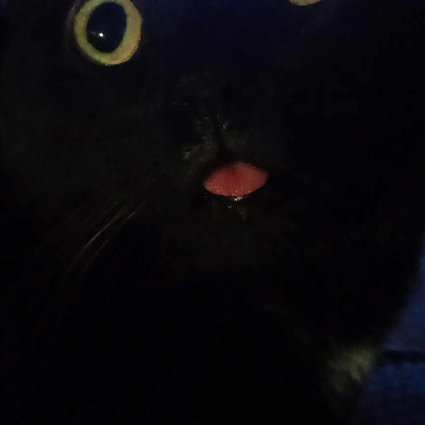 Teddy joined the competition — help win amazing prizes! animal, blackcat, bodypart, cat, computerhardware, electronics, face, hardware, head, kitten, lighting, monitor, mouth, person, pet, screen, selfie, silhouette, tongue, tv