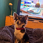 Tina a rejoint le concours — aidez-le/la à gagner de superbes lots ! dog, chihuahua, pet, red_collar, blanket, living_room, television, tv_screen, lamp, furniture, wooden_drawer, indoor, small_dog, brown_and_white, alert, sitting, cozy, home, cute, animal