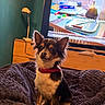 dog, chihuahua, pet, red_collar, blanket, living_room, television, tv_screen, lamp, furniture, wooden_drawer, indoor, small_dog, brown_and_white, alert, sitting, cozy, home, cute, animal