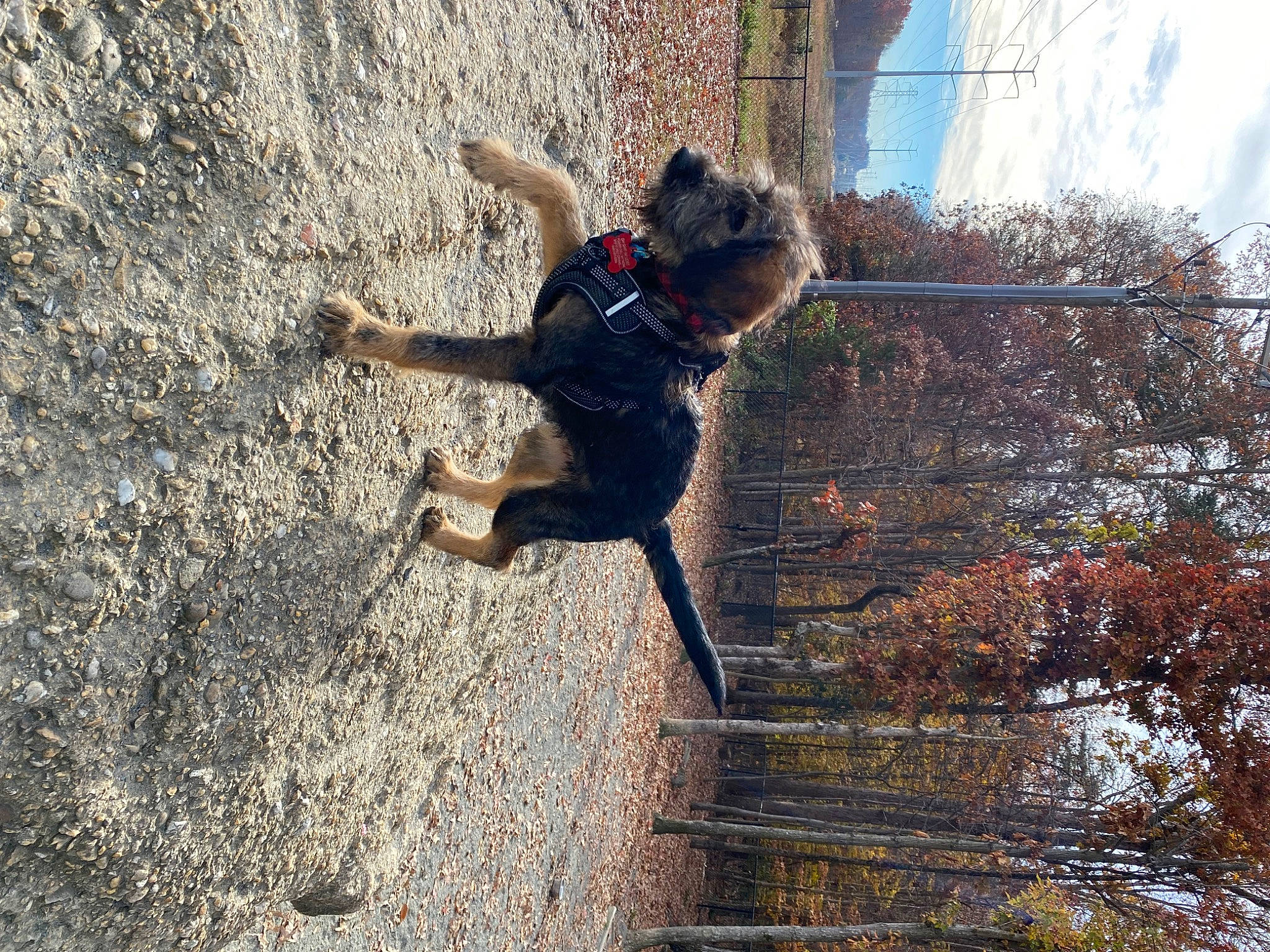 Edith is registered to the contest to win money with this photo: adventure, canidae, carnivore, dog, dog_breed, dress, extreme_sport, leisure, plant, recreation, reflection, shadow, sky, soil, sporting_group, tail, tree, water, window, wood
