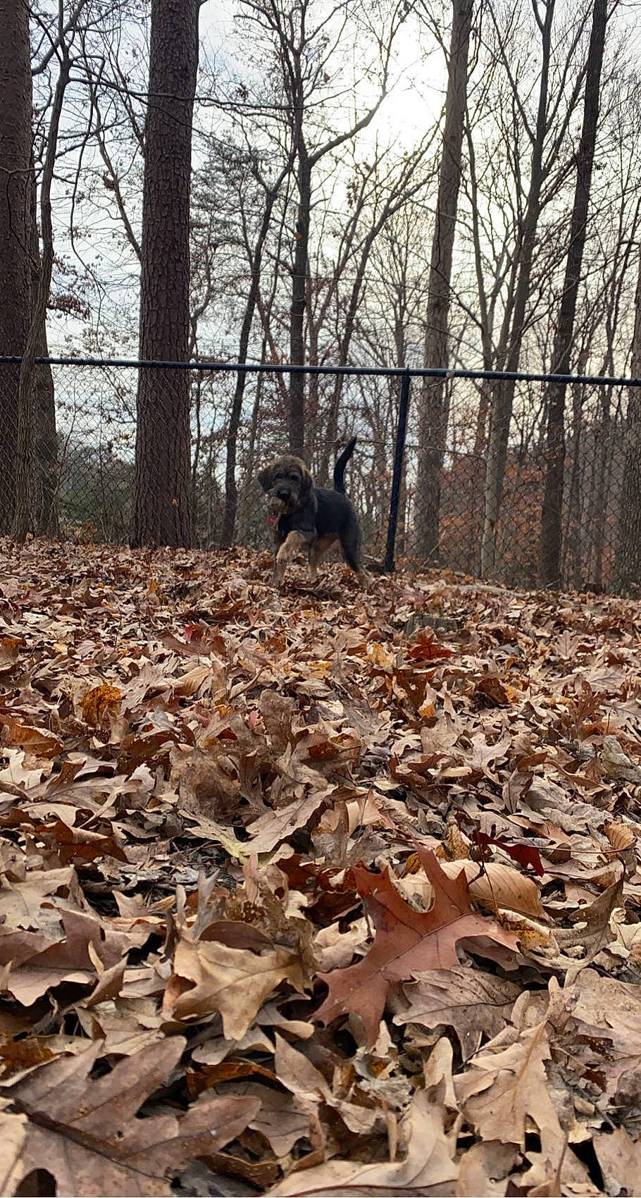 Edith is registered to the contest to win money with this photo: biome, branch, brown, deciduous, forest, grass, groundcover, landscape, leaf, natural_landscape, sky, soil, sunlight, temperate_broadleaf_and_mixed_forest, tints_and_shades, tree, trunk, twig, wood, woodland