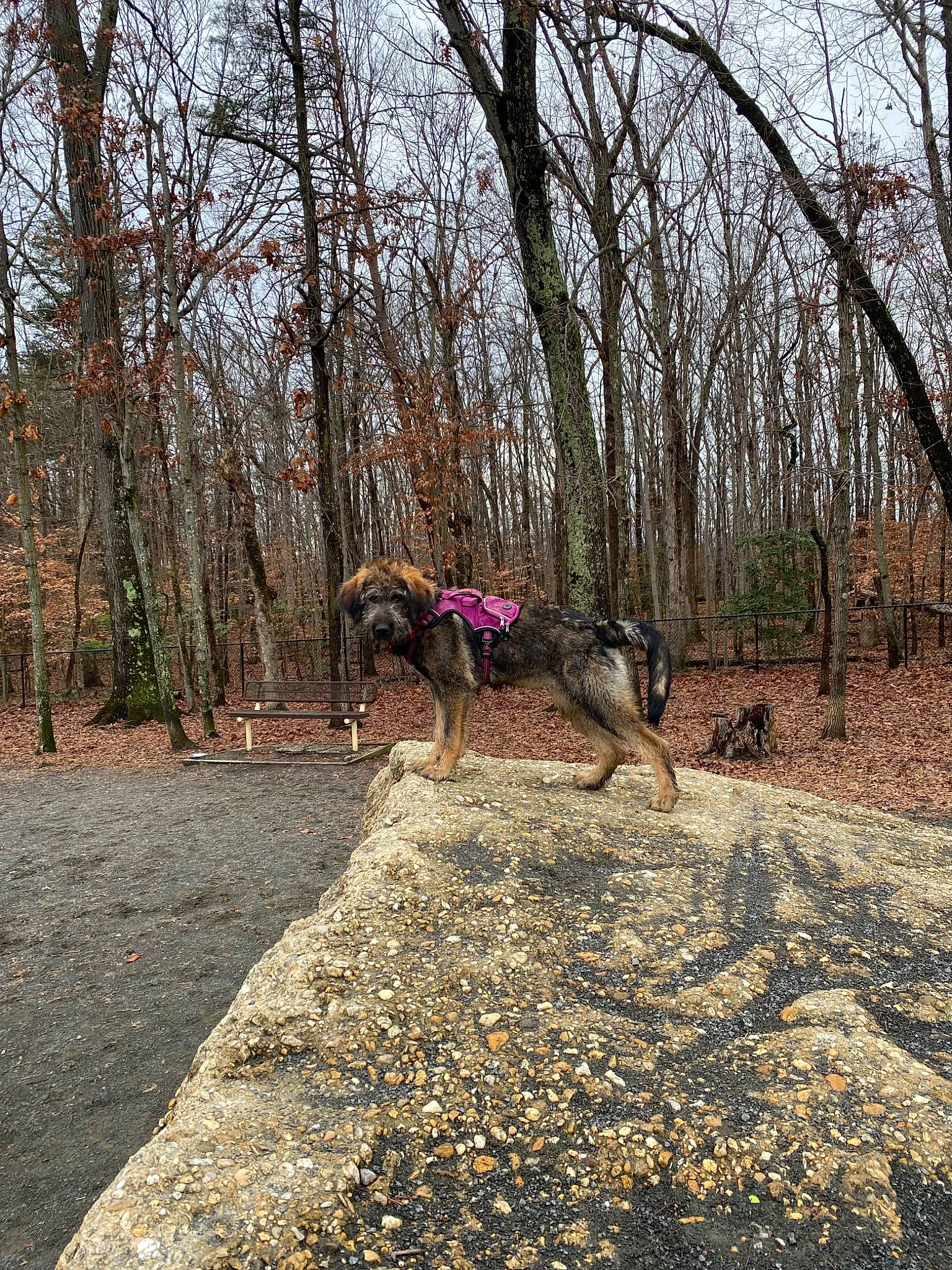 Edith is registered to the contest to win money with this photo: branch, deciduous, fawn, forest, grass, landscape, leisure, natural_landscape, people_in_nature, plant, recreation, sky, soil, trail, tree, trunk, twig, winter, wood, woodland