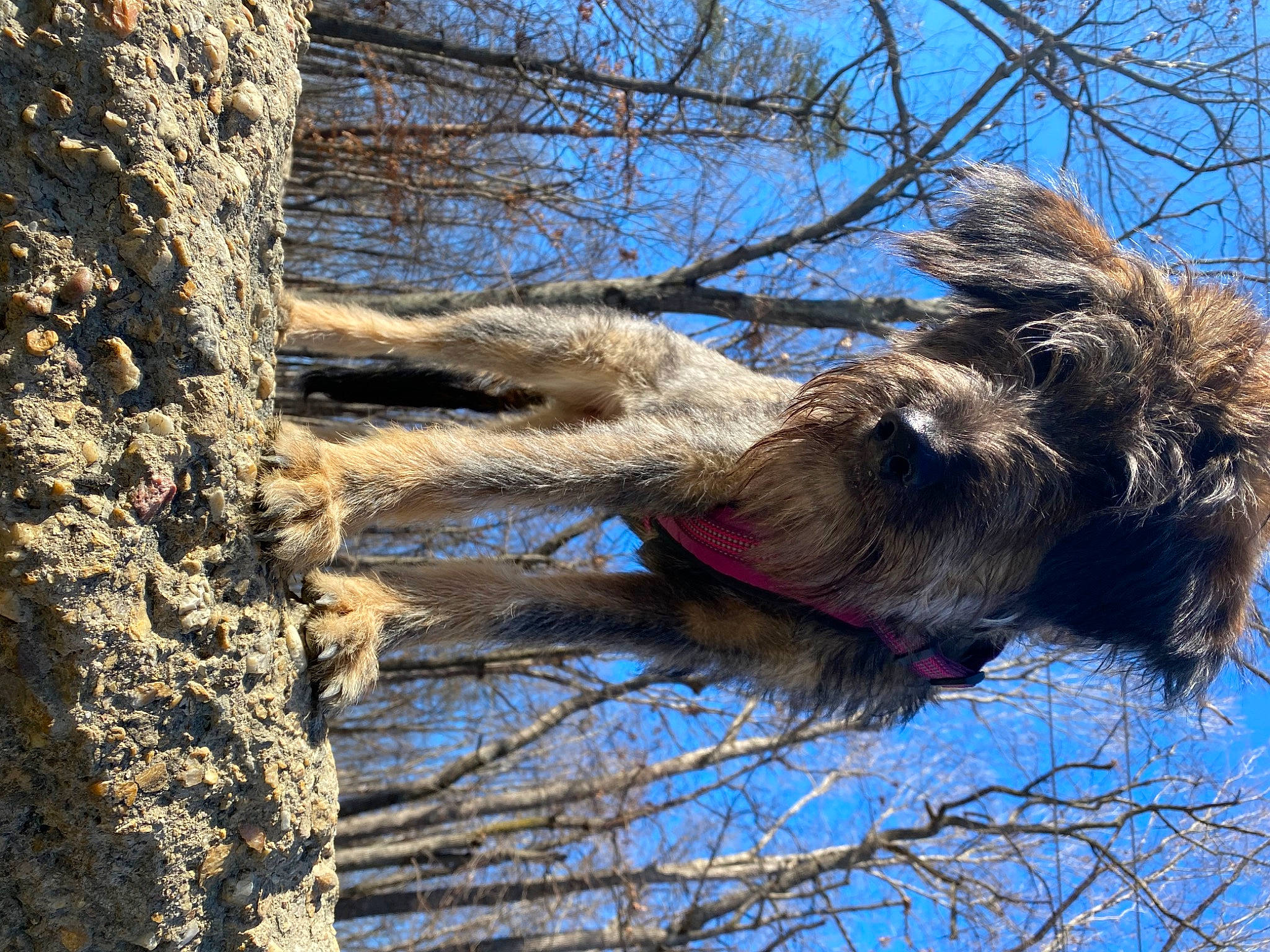 Edith is registered to the contest to win money with this photo: branch, carnivore, dog, dog_breed, fawn, palm_tree, plant, sky, snout, tail, terrestrial_animal, terrier, tree, trunk, twig, wildlife, winter, wood, woody_plant, working_animal