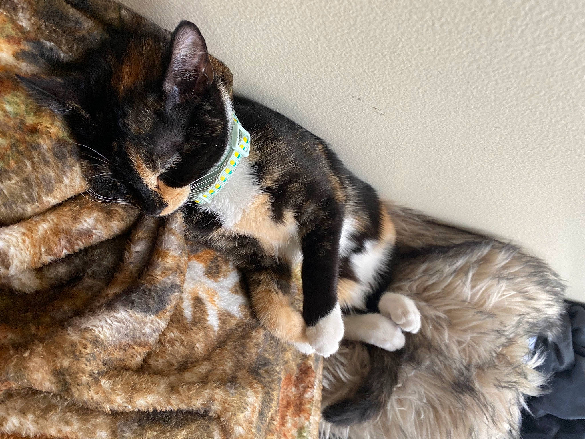 Paisley joined the competition — help win amazing prizes! bed, brown, carnivore, cat, claw, comfort, domestic_short_haired_cat, ear, felidae, fur, grey, nap, paw, small_to_medium_sized_cats, snout, tail, whiskers