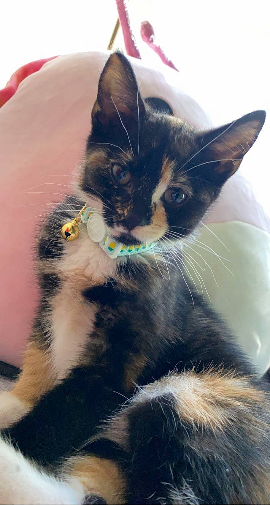 Paisley is registered to the contest to win money with this photo: carnivore, cat, claw, comfort, domestic_short_haired_cat, felidae, foot, fur, iris, paw, sand, sitting, small_to_medium_sized_cats, snout, tail, whiskers