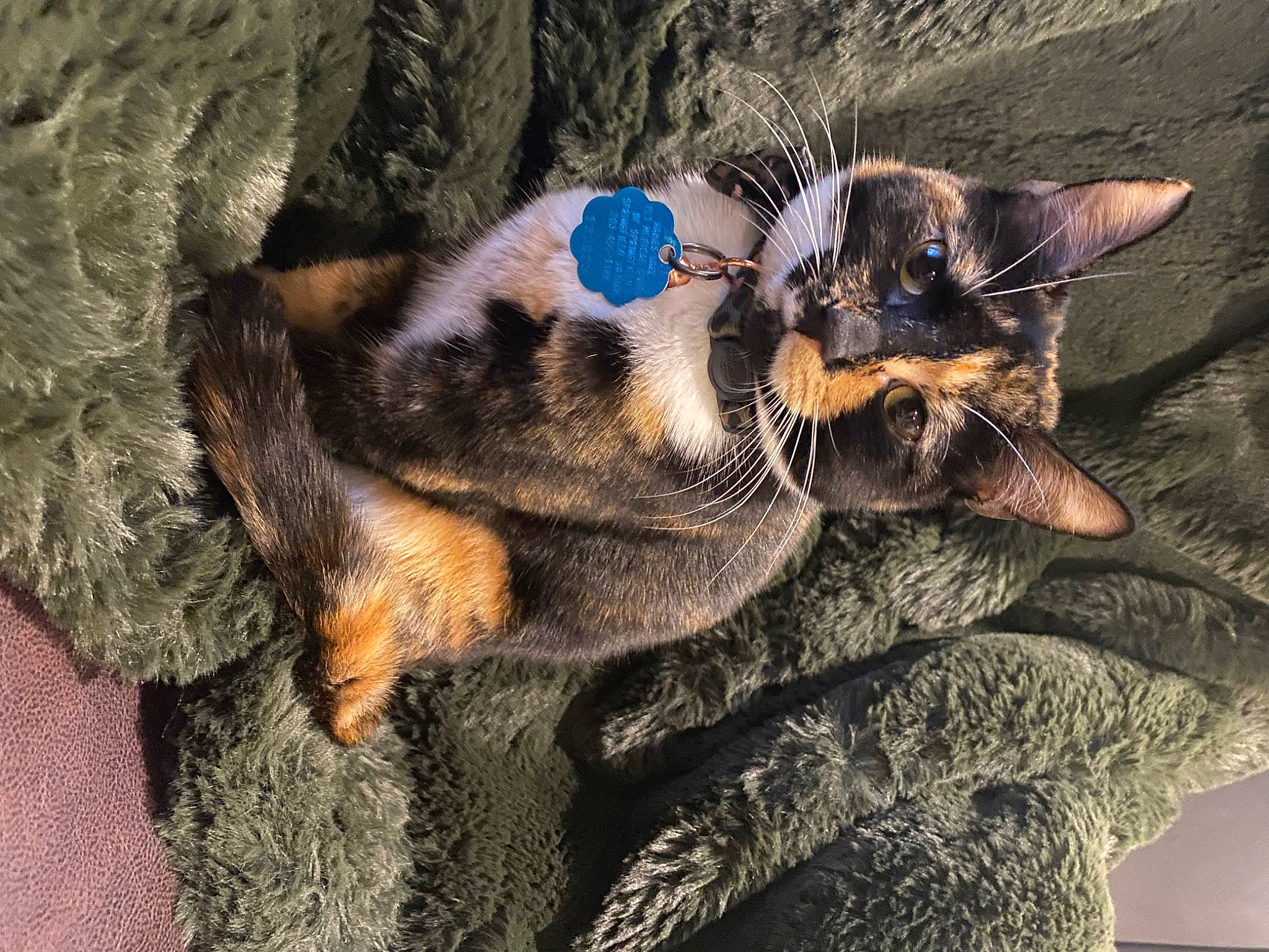 Paisley joined the competition — help win amazing prizes! arthropod, carnivore, cat, claw, comfort, domestic_short_haired_cat, ear, electric_blue, eye, fawn, felidae, fur, paw, plant, small_to_medium_sized_cats, snout, tail, terrestrial_animal, textile, whiskers