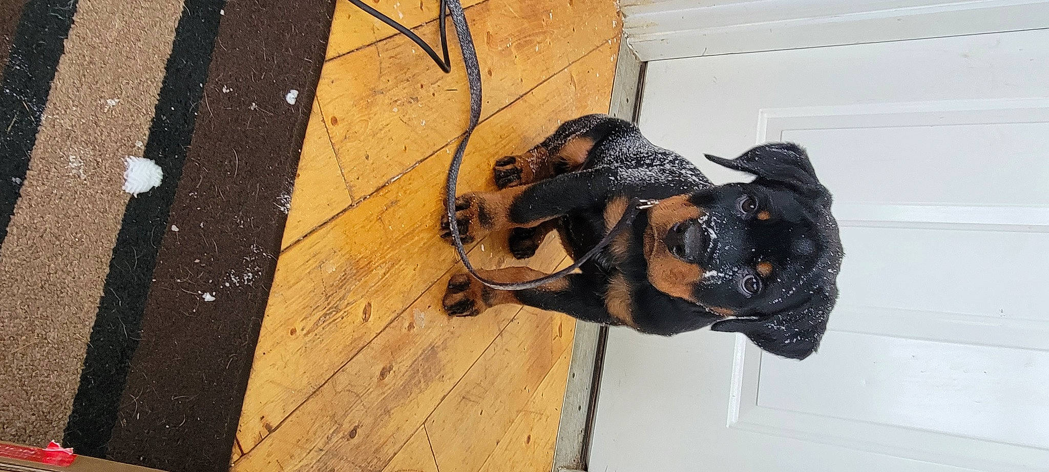 Kratos joined the competition — help win amazing prizes! brown, carnivore, dog, dog_breed, fawn, flooring, fur, guard_dog, hardwood, liver, plank, plywood, snout, sporting_group, tail, terrestrial_animal, varnish, wood, wood_stain, working_animal