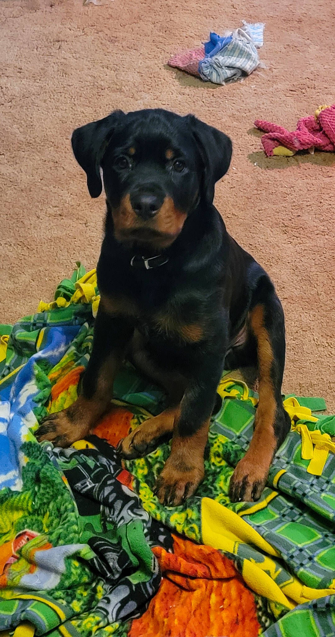 Kratos joined the competition — help win amazing prizes! austrian_black_and_tan_hound, canidae, carnivore, collar, companion_dog, dog, dog_breed, dog_collar, fawn, grass, guard_dog, hunting_dog, personal_protective_equipment, plant, rottweiler, sporting_group, terrestrial_animal, working_animal, working_dog