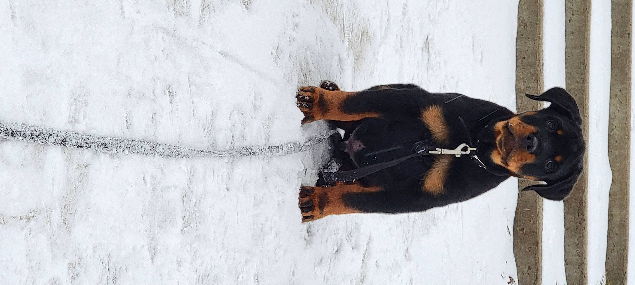 Kratos joined the competition — help win amazing prizes! canidae, carnivore, collar, companion_dog, dog, dog_breed, dog_collar, fawn, guard_dog, leash, liver, pet_supply, snow, sporting_group, tail, terrestrial_animal, twig, wood, working_animal, working_dog