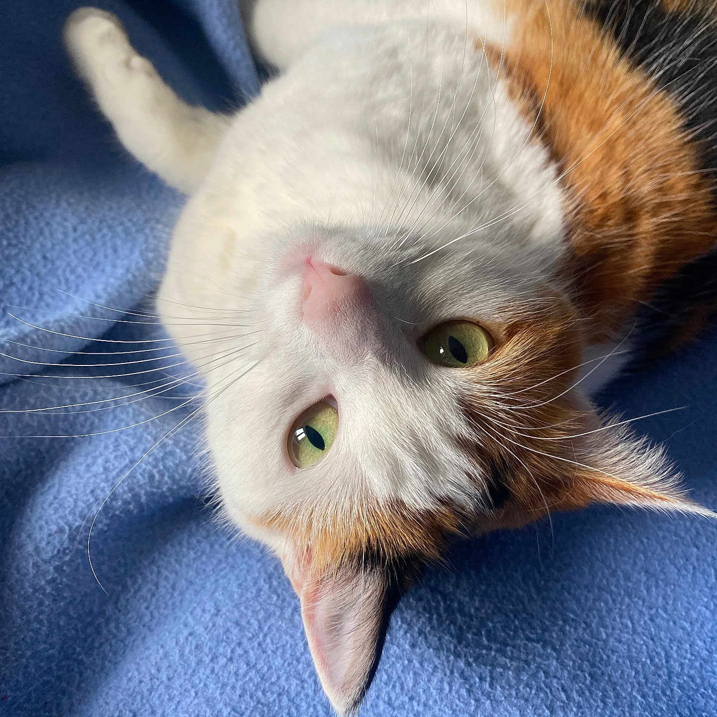 Pixie a rejoint le concours — aidez-le/la à gagner de superbes lots ! abyssinian, angora, animal, blanket, bodypart, cat, couch, furniture, hardwood, kitten, manx, mouth, person, pet, quilt, siamese, sleeping, snout, towel, white