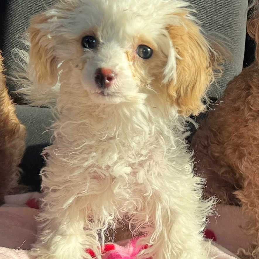 Grizzy joined the competition — help win amazing prizes! animal, armchair, blanket, canine, chair, cockerspaniel, couch, cushion, dog, eskimodog, furniture, homedecor, papillon, pet, poodle, puppy, terrier, whitedog