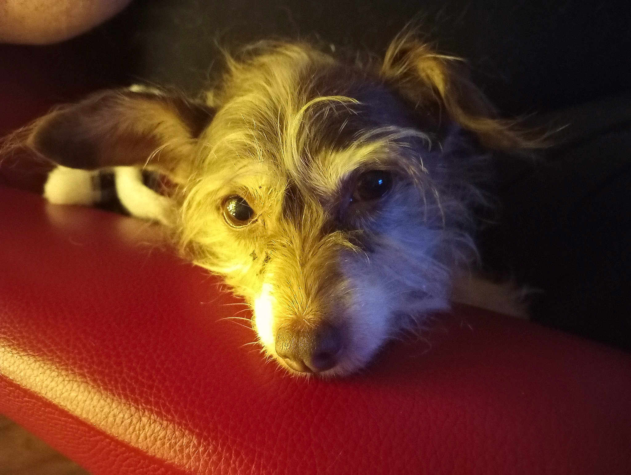 Reesie Toots