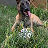 Athéna a rejoint le concours — aidez-le/la à gagner de superbes lots ! animal, backyard, canine, dog, fun, german_shepherd, grass, greenery, happy, nature, outdoor, pet, playful, puppy, soccer_ball, summer, tongue, tongue_out, wicker_chair, young_dog