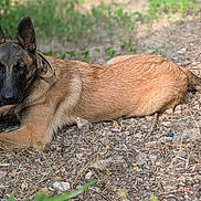 Athéna a rejoint le concours — aidez-le/la à gagner de superbes lots ! alert, animal, belgian_malinois, black_face, brown, canine, collar, dog, ears, fur, grass, gravel, ground, lying_down, nature, outdoor, pet, resting, rocks, sunlight