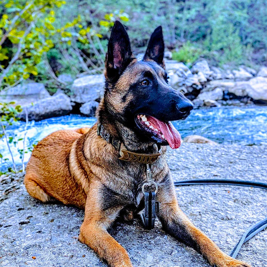 Athéna participe au concours pour gagner de l'argent avec cette photo : animal, belgian_malinois, canine, collar, daylight, dog, ears_up, forest, greenery, happy, leash, lying_down, nature, outdoor, pet, portrait, river, rocks, tongue_out, water
