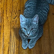 Pistachio is registered to the contest to win money with this photo: animal, bell, cat, close_up, collar, curious, cute, domestic_cat, ears, feline, flooring, fur, gray_tabby, indoor, looking_up, paws, pet, resting, whiskers, wooden_floor