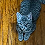 animal, bell, cat, close_up, collar, curious, cute, domestic_cat, ears, feline, flooring, fur, gray_tabby, indoor, looking_up, paws, pet, resting, whiskers, wooden_floor