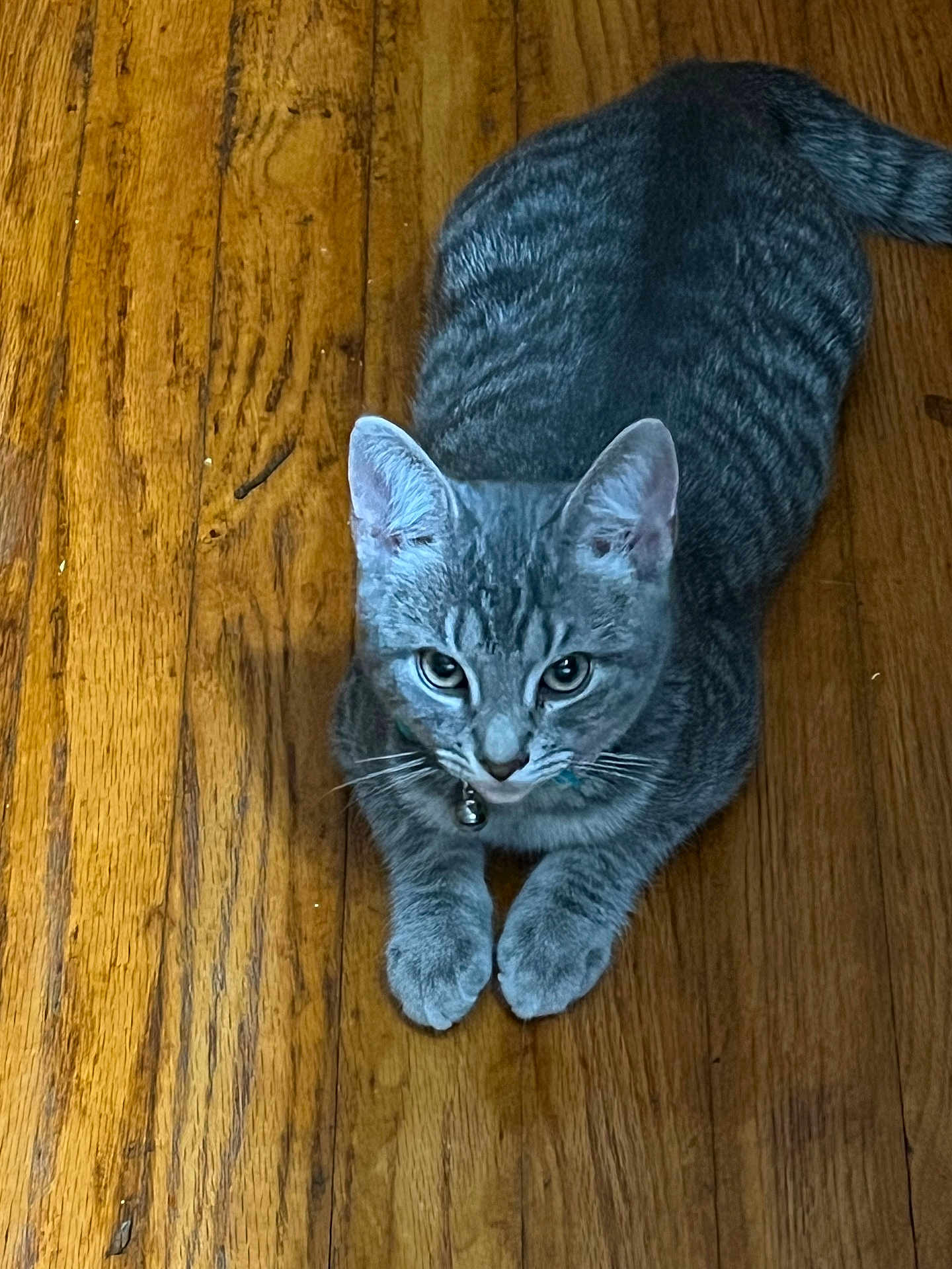 Pistachio
