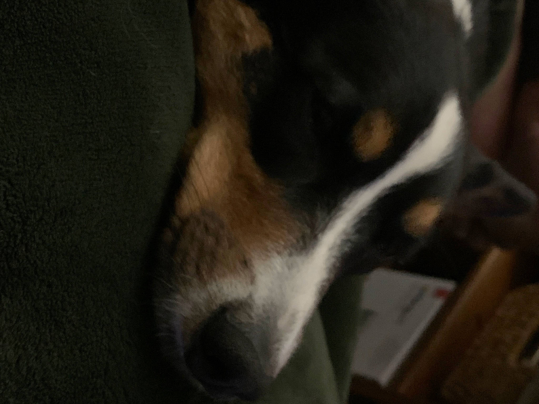 Skylar is registered to the contest to win money with this photo: canidae, carnivore, companion_dog, darkness, dog, dog_breed, paw, sporting_group, terrestrial_animal, whiskers, working_dog