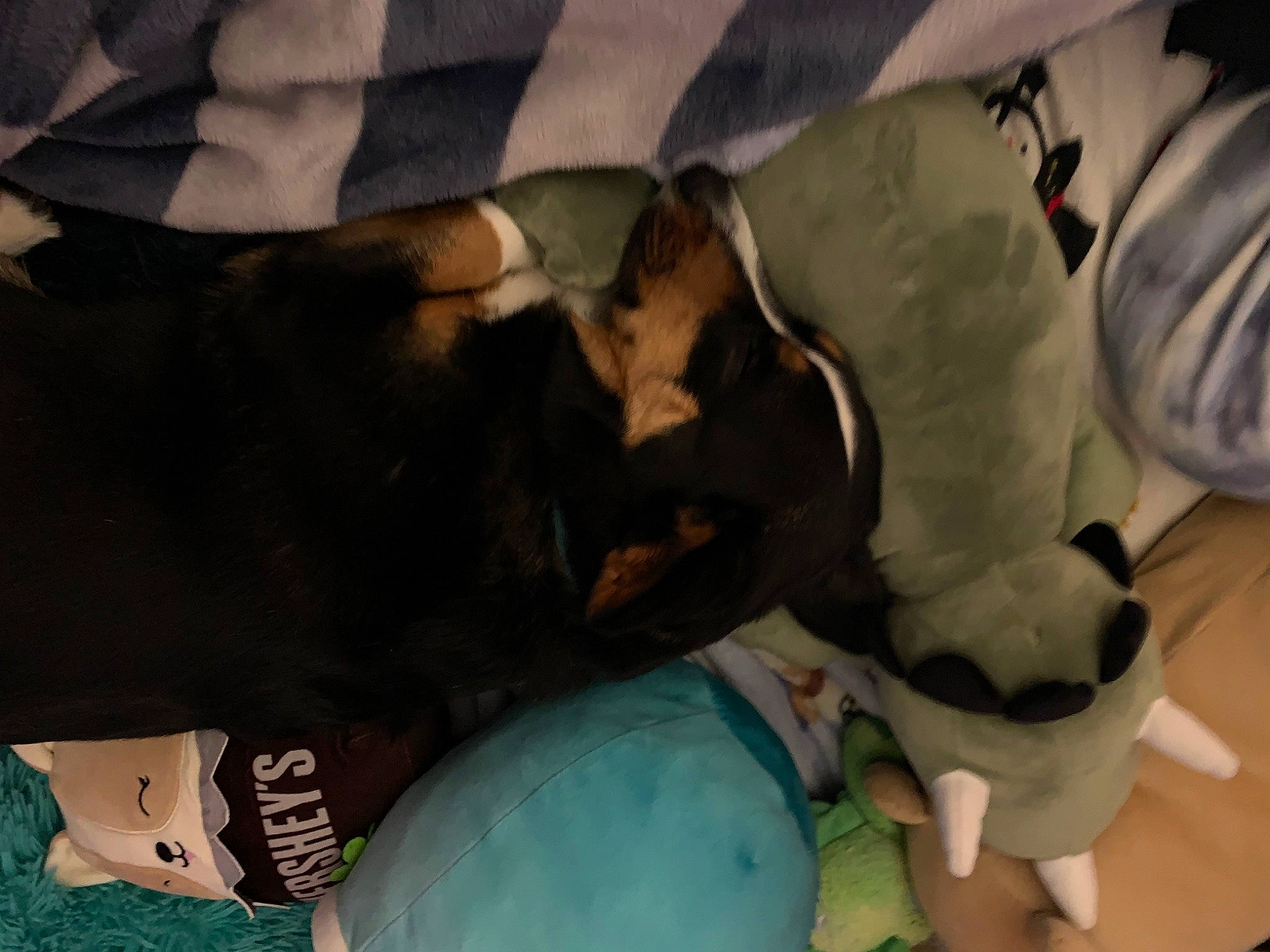 Skylar joined the competition — help win amazing prizes! comfort, felidae, fun, fur, gesture, linens, military_camouflage, pattern, room, sleeve, tail, textile, vertebrate