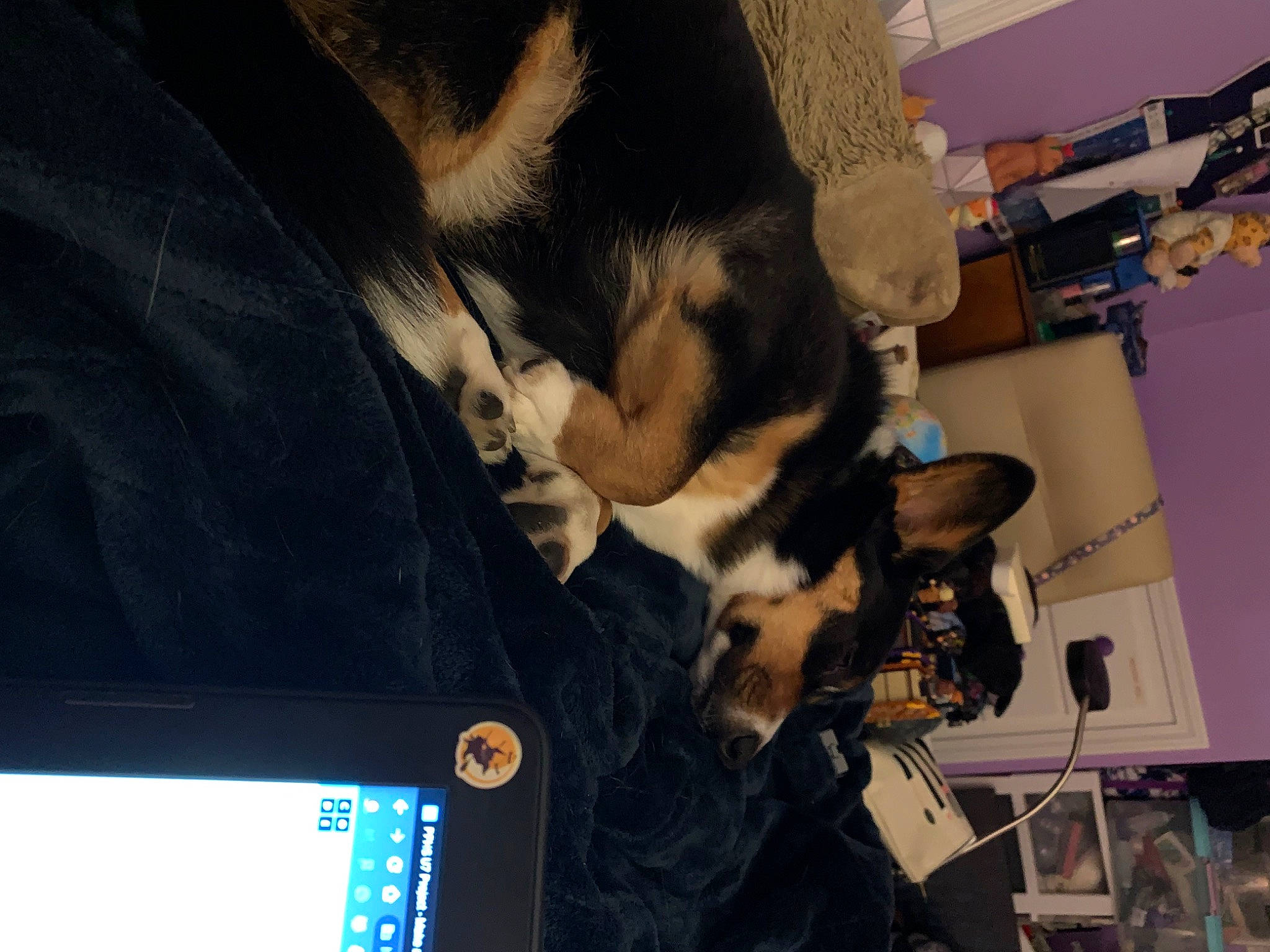 Skylar is registered to the contest to win money with this photo: canidae, carnivore, comfort, companion_dog, computer, display_device, dog, dog_breed, domestic_short_haired_cat, felidae, fur, laptop, machine, multimedia, netbook, room, small_to_medium_sized_cats, sporting_group, tail, whiskers