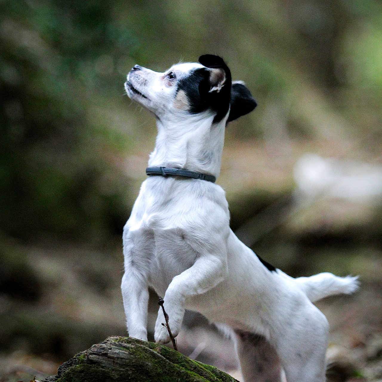 Dypsie a rejoint le concours — aidez-le/la à gagner de superbes lots ! accessories, animal, beagle, bostonbull, boxer, bulldog, canine, chihuahua, dog, hound, labradorretriever, leash, pet, plant, pointer, puppy, soil, strap, terrier, whitedog