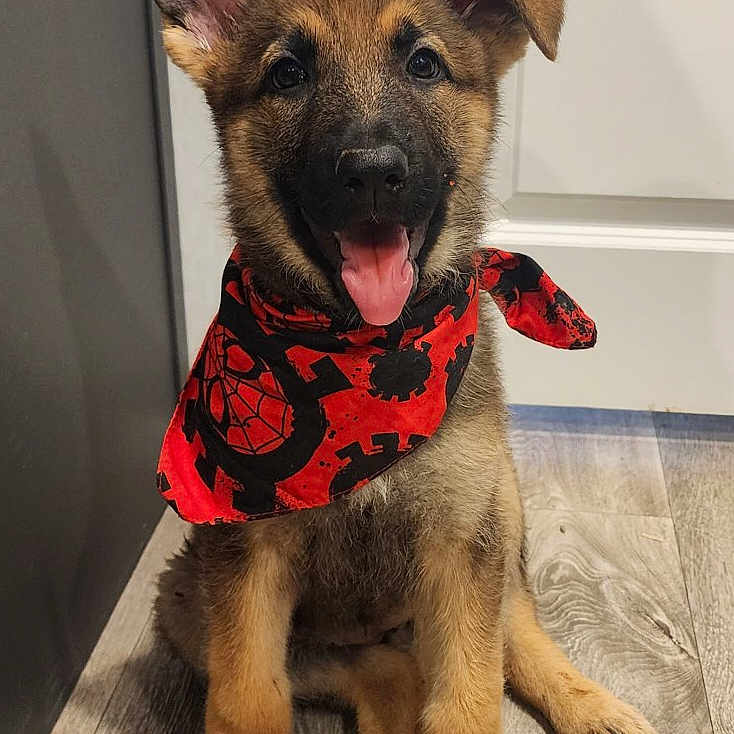 Nova joined the competition — help win amazing prizes! accessories, animal, bandana, canine, clothing, dog, formalwear, germanshepherd, headband, hound, indoors, interiordesign, pet, policedog, puppy, scarf, snout, strap, tie, wood