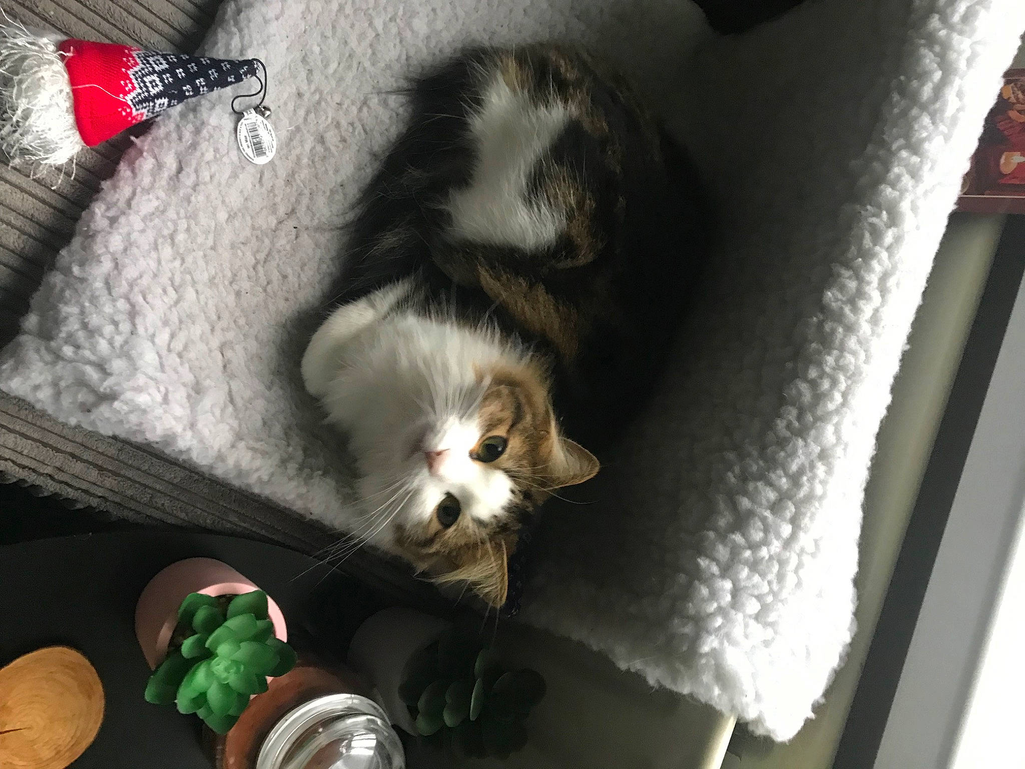 Flaska is registered to the contest to win money with this photo: bowl, canidae, carnivore, cat, comfort, comfort_food, companion_dog, darkness, domestic_short_haired_cat, felidae, fur, grey, paw, room, small_to_medium_sized_cats, tableware, tail, tin_can, whiskers, wood