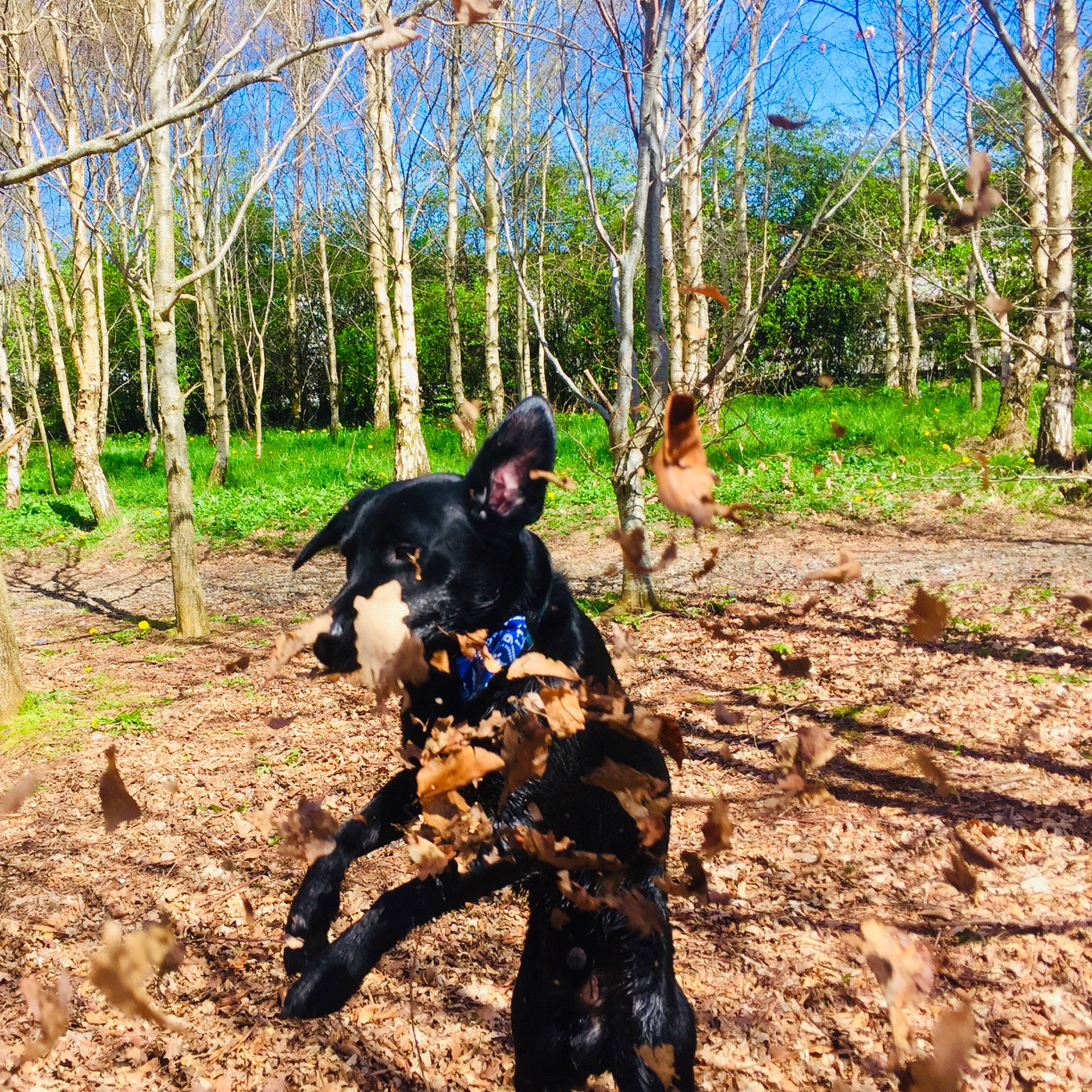 Flaska is registered to the contest to win money with this photo: adventure, carnivore, dog, dog_breed, forest, grass, jungle, landscape, leisure, people_in_nature, plant, plant_community, recreation, sky, soil, trail, tree, trunk, woodland, working_animal